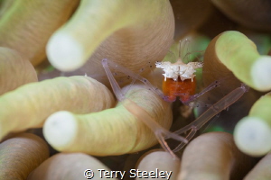 'Popcorn shrimp enjoys the limelight in an anemone.' Raja... by Terry Steeley 